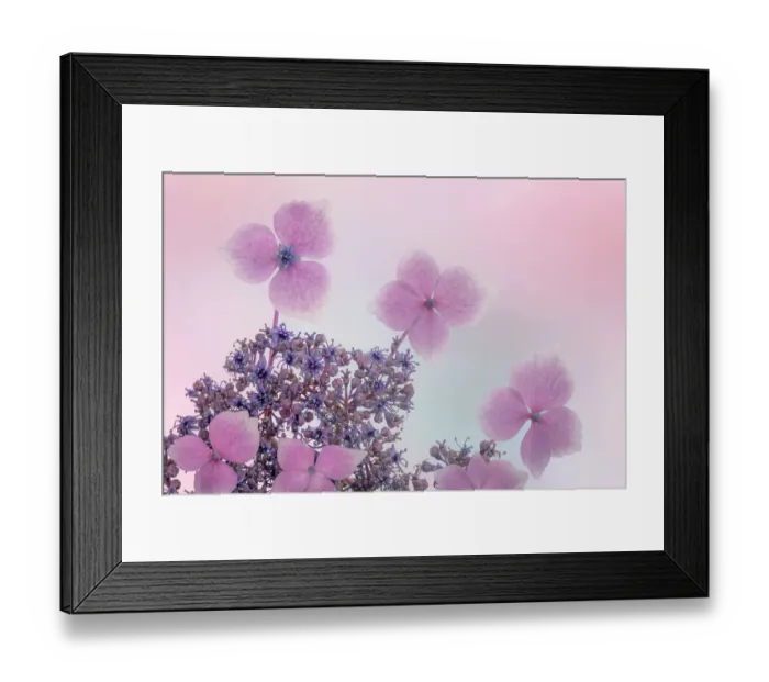Framed Print : USA, Washington State, Seabeck. Close-up of hydrangea blossoms. ©Don Paulson  /  Jaynes Gallery  /  DanitaDelimont.com