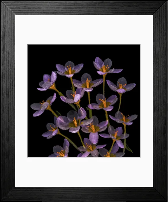 Framed Print : USA, Washington State, Seabeck. Close-up of crocus blooms. ©Don Paulson  /  Jaynes Gallery  /  DanitaDelimont.com