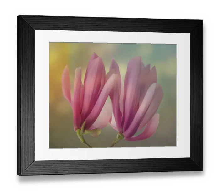 Framed Print : USA, Washington State, Seabeck. Close-up of tulip magnolia blossoms. ©Don Paulson / Jaynes Gallery / DanitaDelimont.com Framed Print : USA, Washington State, Seabeck. Close-up of tulip magnolia blossoms. ©Don Paulson / Jaynes Gallery / DanitaDelimont.com