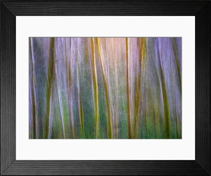 Framed Print : USA, Washington State, Guillemot Cove Nature Preserve. Alder tree abstract. ©Don Paulson / Jaynes Gallery / DanitaDelimont.com Framed Print : USA, Washington State, Guillemot Cove Nature Preserve. Alder tree abstract. ©Don Paulson / Jaynes Gallery / DanitaDelimont.com