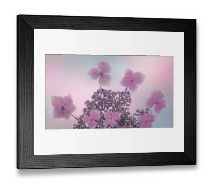Framed Print : USA, Washington State, Seabeck. Close-up of hydrangea blossoms. ©Don Paulson / Jaynes Gallery / DanitaDelimont.com Framed Print : USA, Washington State, Seabeck. Close-up of hydrangea blossoms. ©Don Paulson / Jaynes Gallery / DanitaDelimont.com