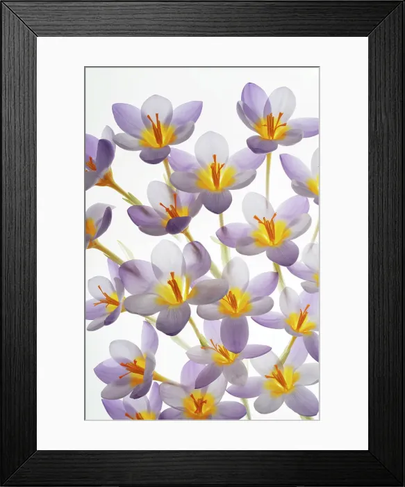 Framed Print : USA, Washington State, Seabeck. Close-up of crocus blooms. ©Don Paulson / Jaynes Gallery / DanitaDelimont.com Framed Print : USA, Washington State, Seabeck. Close-up of crocus blooms. ©Don Paulson / Jaynes Gallery / DanitaDelimont.com