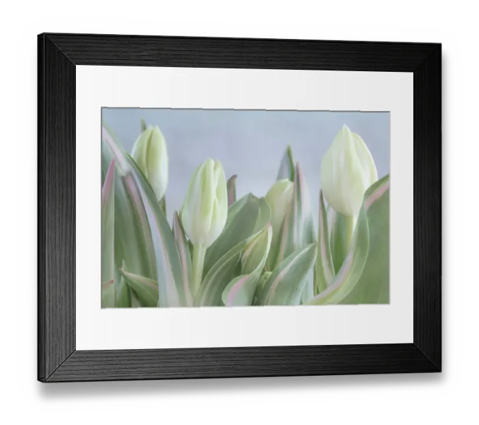 Framed Print : USA, Washington State, Seabeck. Close-up of tulip in bud. ©Don Paulson / Jaynes Gallery / DanitaDelimont.com Framed Print : USA, Washington State, Seabeck. Close-up of tulip in bud. ©Don Paulson / Jaynes Gallery / DanitaDelimont.com