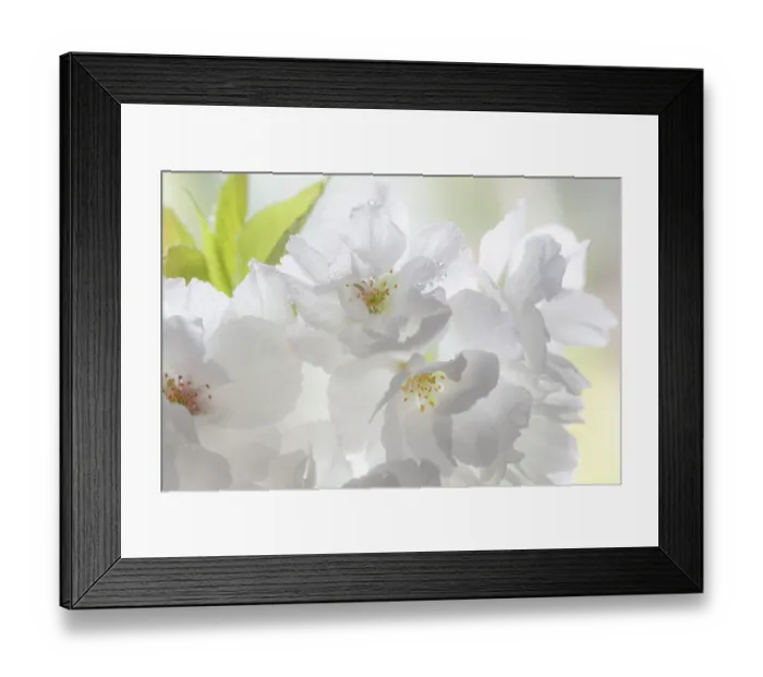 Framed Print : USA, Washington State, Seabeck. Fuji cherry blossoms close-up. ©Don Paulson / Jaynes Gallery / DanitaDelimont.com Framed Print : USA, Washington State, Seabeck. Fuji cherry blossoms close-up. ©Don Paulson / Jaynes Gallery / DanitaDelimont.com