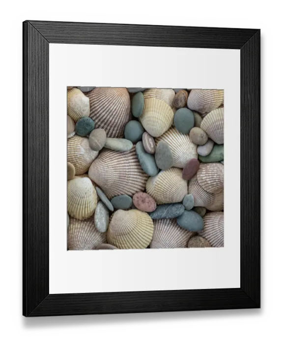 Framed Print : USA, Washington State, Seabeck. Close-up of cockle shells and beach rocks. ©Don Paulson / Jaynes Gallery / DanitaDelimont.com Framed Print : USA, Washington State, Seabeck. Close-up of cockle shells and beach rocks. ©Don Paulson / Jaynes Gallery / DanitaDelimont.com