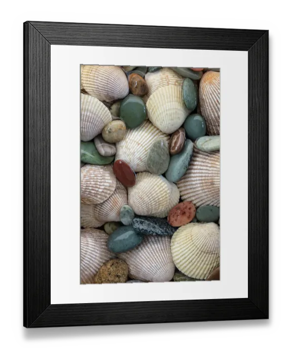 Framed Print : USA, Washington State, Seabeck. Close-up of cockle shells and beach rocks. ©Don Paulson / Jaynes Gallery / DanitaDelimont.com Framed Print : USA, Washington State, Seabeck. Close-up of cockle shells and beach rocks. ©Don Paulson / Jaynes Gallery / DanitaDelimont.com