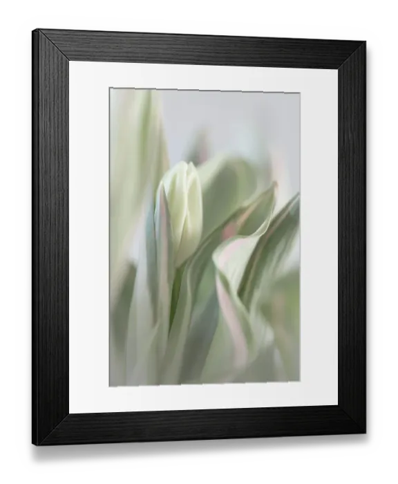 Framed Print : USA, Washington State, Seabeck. Close-up of tulip in bud. ©Don Paulson / Jaynes Gallery / DanitaDelimont.com Framed Print : USA, Washington State, Seabeck. Close-up of tulip in bud. ©Don Paulson / Jaynes Gallery / DanitaDelimont.com