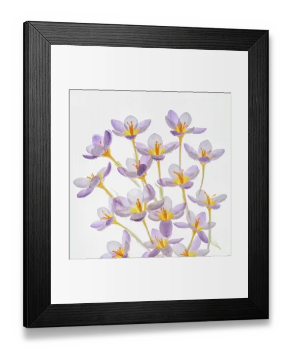 Framed Print : USA, Washington State, Seabeck. Close-up of crocus blooms. with dew. ©Don Paulson / Jaynes Gallery / DanitaDelimont.com Framed Print : USA, Washington State, Seabeck. Close-up of crocus blooms. with dew. ©Don Paulson / Jaynes Gallery / DanitaDelimont.com