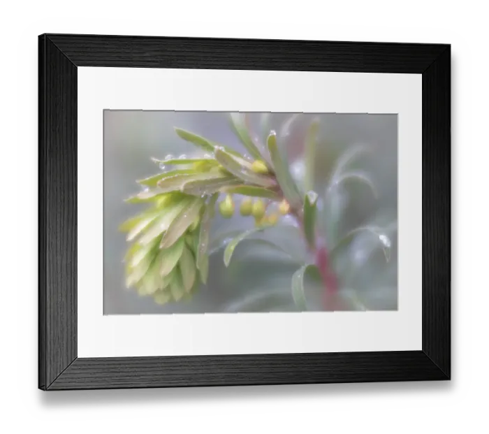 Framed Print : USA, Washington State, Seabeck. Close-up of buds of hellebore flowers. ©Don Paulson / Jaynes Gallery / DanitaDelimont.com Framed Print : USA, Washington State, Seabeck. Close-up of buds of hellebore flowers. ©Don Paulson / Jaynes Gallery / DanitaDelimont.com