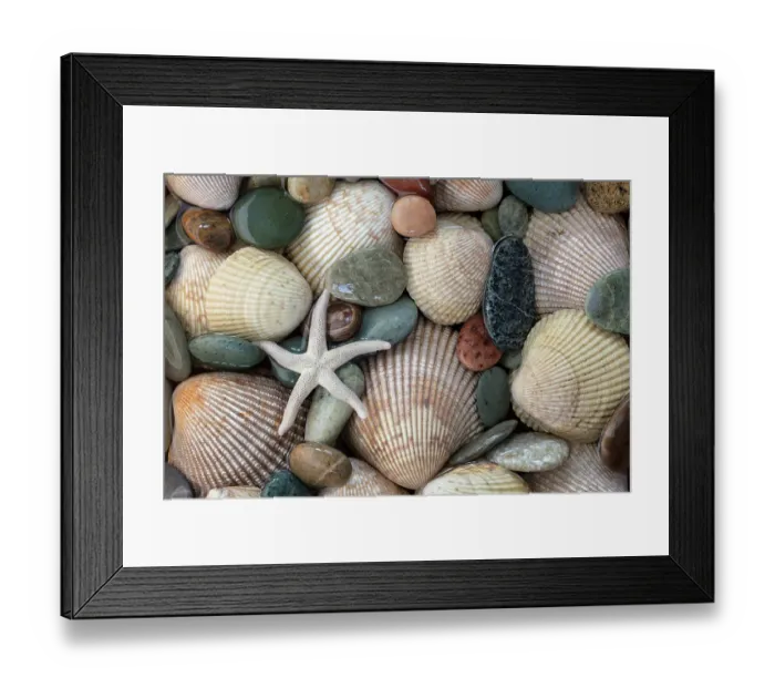 Framed Print : USA, Washington State, Seabeck. Close-up of cockle shells and beach rocks. ©Don Paulson  /  Jaynes Gallery  /  DanitaDelimont.com