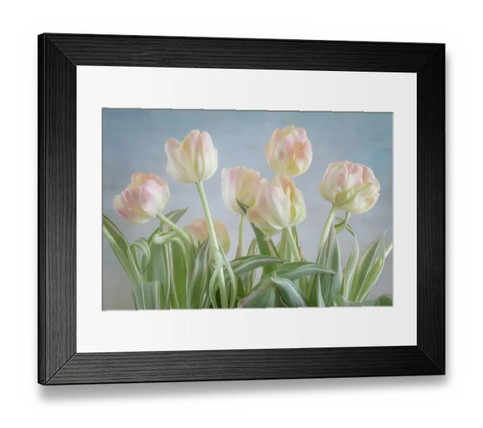 Framed Print : USA, Washington State, Seabeck. Close-up of tulip flowers. ©Don Paulson / Jaynes Gallery / DanitaDelimont.com Framed Print : USA, Washington State, Seabeck. Close-up of tulip flowers. ©Don Paulson / Jaynes Gallery / DanitaDelimont.com