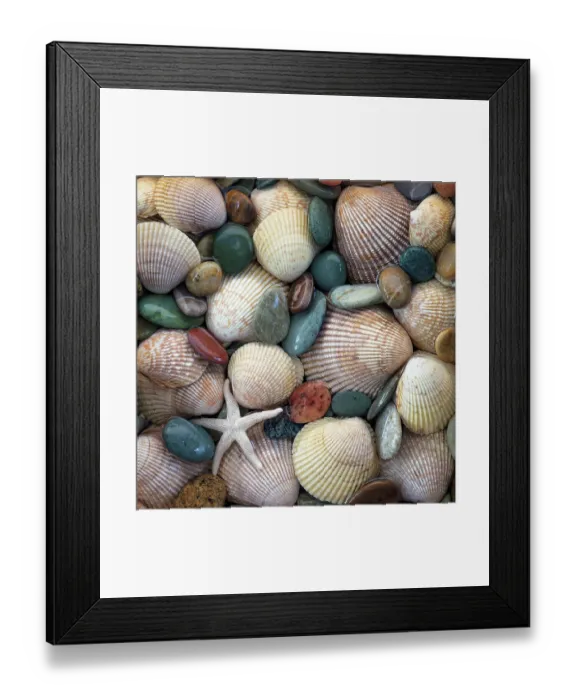 Framed Print : USA, Washington State, Seabeck. Close-up of cockle shells and beach rocks. ©Don Paulson / Jaynes Gallery / DanitaDelimont.com Framed Print : USA, Washington State, Seabeck. Close-up of cockle shells and beach rocks. ©Don Paulson / Jaynes Gallery / DanitaDelimont.com