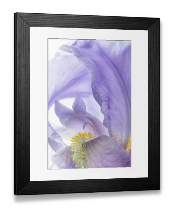 Framed Print : USA, Washington State, Seabeck. Close-up of purple iris flower. ©Don Paulson  /  Jaynes Gallery  /  DanitaDelimont.com