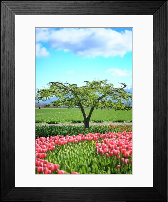 Framed Print : Mount Vernon and Bellingham, Washington State Framed Print : Mount Vernon and Bellingham, Washington State