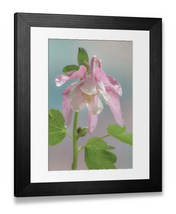 Framed Print : USA, Washington State, Seabeck. Dew-covered columbine flower close-up. ©Don Paulson / Jaynes Gallery / DanitaDelimont.com Framed Print : USA, Washington State, Seabeck. Dew-covered columbine flower close-up. ©Don Paulson / Jaynes Gallery / DanitaDelimont.com
