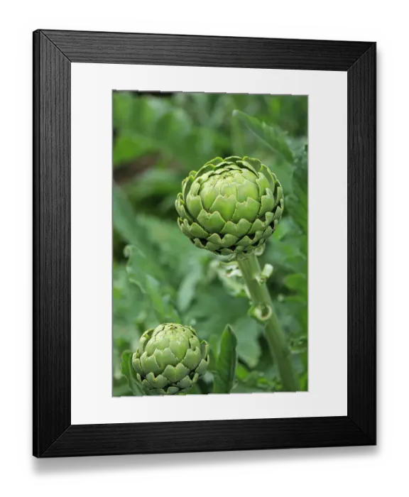 Framed Print : Bremerton, Washington State. Ripe artichoke Framed Print : Bremerton, Washington State. Ripe artichoke
