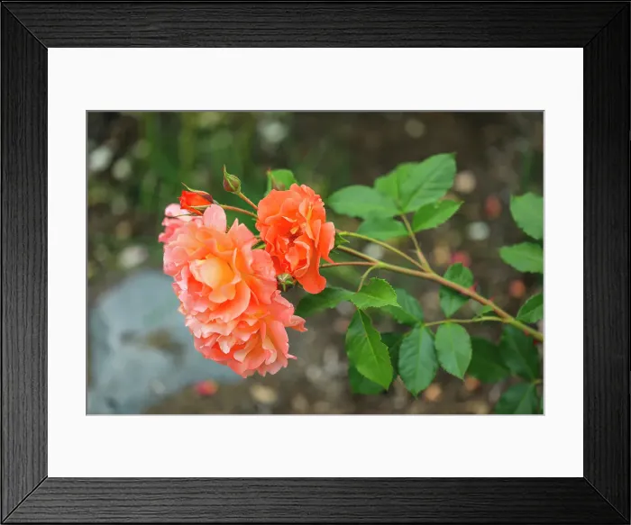 Framed Print : Bremerton, Washington State. Rosebushes