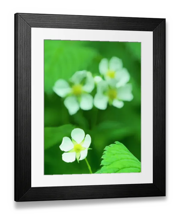 Framed Print : Washington State, USA. Strawberry blossom close-up Framed Print : Washington State, USA. Strawberry blossom close-up
