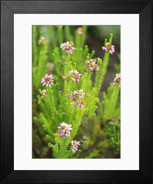 Framed Print : Bremerton, Washington State. Pink spring flowers Framed Print : Bremerton, Washington State. Pink spring flowers