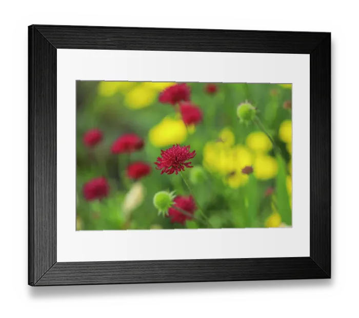 Framed Print : Bremerton, Washington State. Red thistle flower Framed Print : Bremerton, Washington State. Red thistle flower