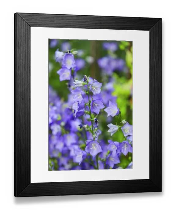 Framed Print : Bremerton, Washington State. Purple flowers, Delphinium Larkspur, flower gardens