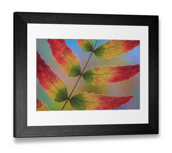 Framed Print : USA, Washington State, Seabeck. Close-up of backlit Oregon grape leaves in autumn color. ©Don Paulson  /  Jaynes Gallery  /  DanitaDelimont.com