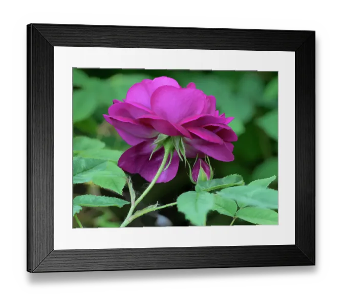 Framed Print : Washington State, USA. Rose, conidia and mycelium phase of powdery mildew infestation on stem Framed Print : Washington State, USA. Rose, conidia and mycelium phase of powdery mildew infestation on stem