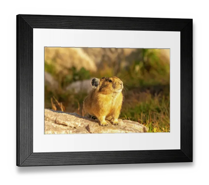 Framed Print : USA, Wyoming, Medicine Bow National Forest. Close-up of pika on rock. ©Cathy & Gordon Illg / Jaynes Gallery / DanitaDelimont.com Framed Print : USA, Wyoming, Medicine Bow National Forest. Close-up of pika on rock. ©Cathy & Gordon Illg / Jaynes Gallery / DanitaDelimont.com