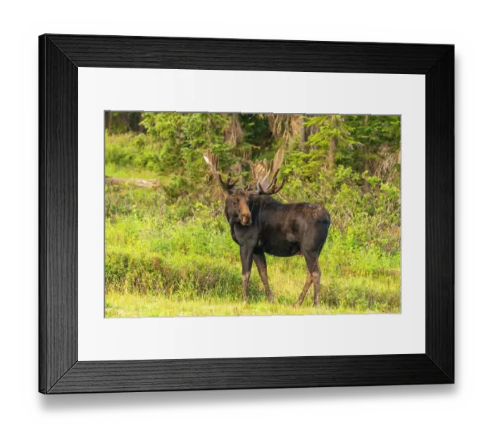 Framed Print : USA, Wyoming, Medicine Bow National Forest. Bull moose in field. ©Cathy & Gordon Illg / Jaynes Gallery / DanitaDelimont.com Framed Print : USA, Wyoming, Medicine Bow National Forest. Bull moose in field. ©Cathy & Gordon Illg / Jaynes Gallery / DanitaDelimont.com