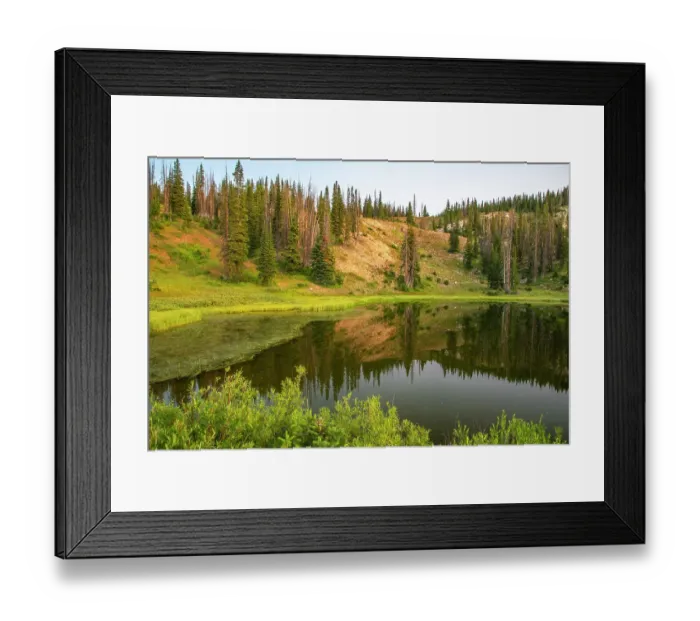 Framed Print : USA, Wyoming, Medicine Bow National Forest. Floating grasses and forest reflection in mountain lake. ©Cathy & Gordon Illg / Jaynes Gallery / DanitaDelimont.com Framed Print : USA, Wyoming, Medicine Bow National Forest. Floating grasses and forest reflection in mountain lake. ©Cathy & Gordon Illg / Jaynes Gallery / DanitaDelimont.com
