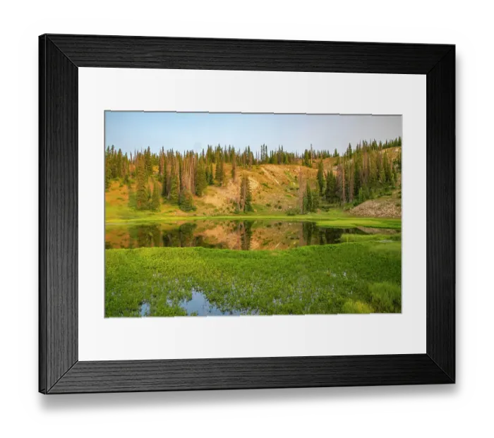 Framed Print : USA, Wyoming, Medicine Bow National Forest. Floating grasses and forest reflection in mountain lake. ©Cathy & Gordon Illg / Jaynes Gallery / DanitaDelimont.com Framed Print : USA, Wyoming, Medicine Bow National Forest. Floating grasses and forest reflection in mountain lake. ©Cathy & Gordon Illg / Jaynes Gallery / DanitaDelimont.com