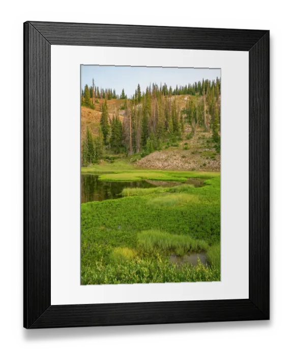 Framed Print : USA, Wyoming, Medicine Bow National Forest. Floating grasses and forest reflection in mountain lake. ©Cathy & Gordon Illg / Jaynes Gallery / DanitaDelimont.com Framed Print : USA, Wyoming, Medicine Bow National Forest. Floating grasses and forest reflection in mountain lake. ©Cathy & Gordon Illg / Jaynes Gallery / DanitaDelimont.com