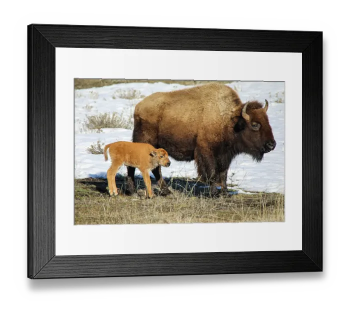 Framed Print : Yellowstone National Park, Wyoming, Lamar Valley, USA. Spring, baby bison and the mother on grassy field with snow Framed Print : Yellowstone National Park, Wyoming, Lamar Valley, USA. Spring, baby bison and the mother on grassy field with snow