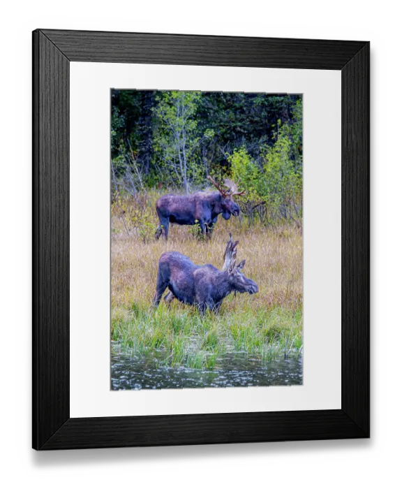 Framed Print : A pair of moose, male and female, in Grand Teton National Park