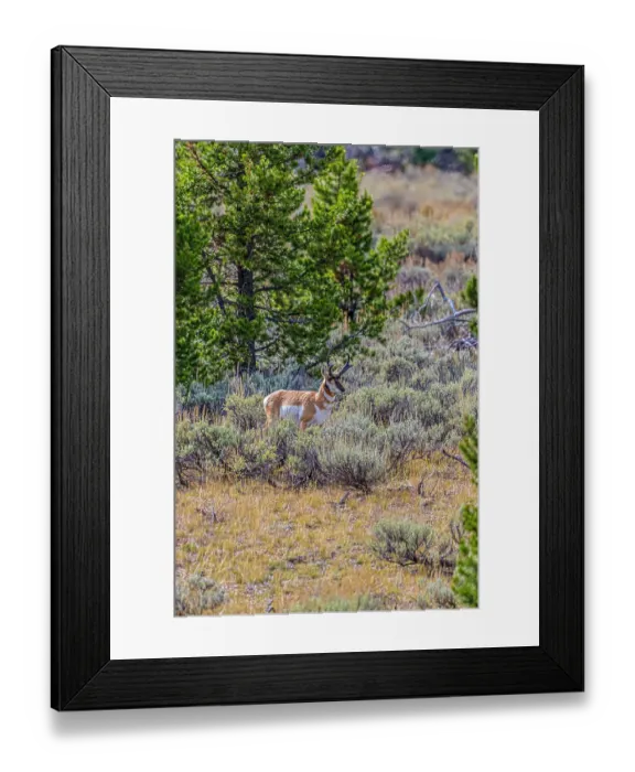 Framed Print : A pronghorn antelope in the Grand Teton National Park Framed Print : A pronghorn antelope in the Grand Teton National Park