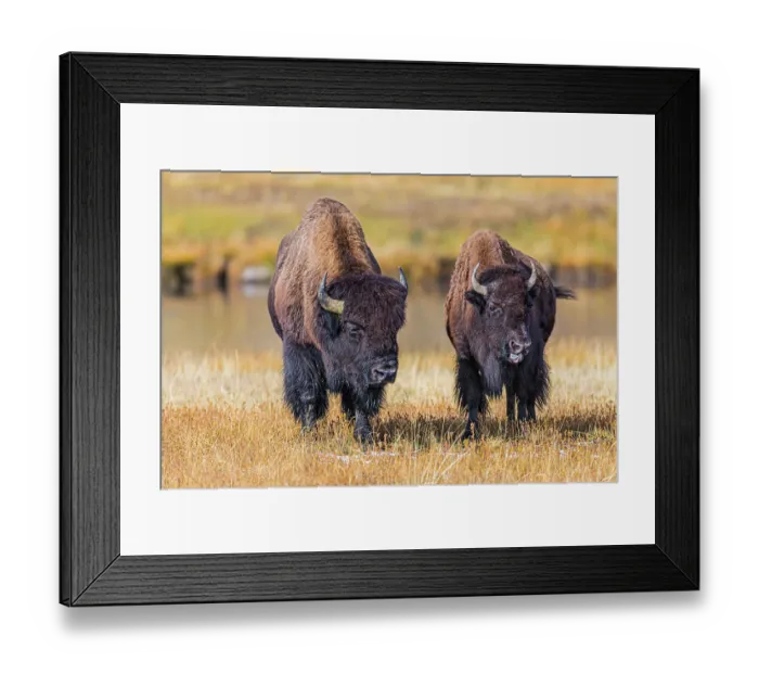 Framed Print : A fight is brewing between these two bison, beginning with blowing a raspberry, in Yellowstone National Park Framed Print : A fight is brewing between these two bison, beginning with blowing a raspberry, in Yellowstone National Park