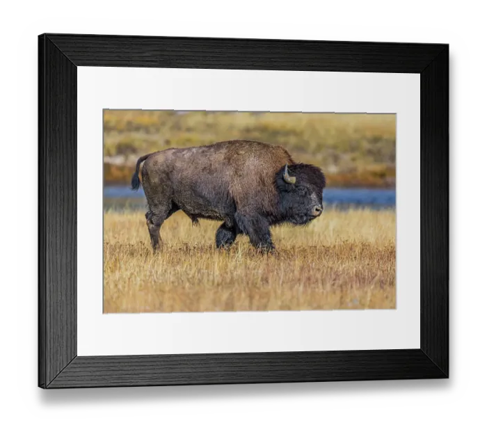 Framed Print : Bison along Fairy Creek in Yellowstone National Park Framed Print : Bison along Fairy Creek in Yellowstone National Park