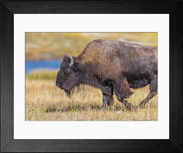 Framed Print : Bison along Fairy Creek in Yellowstone National Park Framed Print : Bison along Fairy Creek in Yellowstone National Park