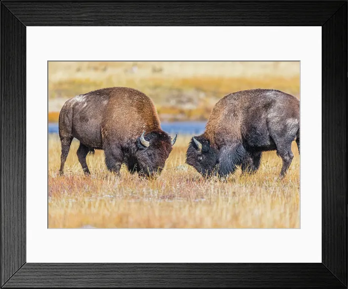 Framed Print : Bison exhibiting breeding behavior in Yellowstone National Park Framed Print : Bison exhibiting breeding behavior in Yellowstone National Park
