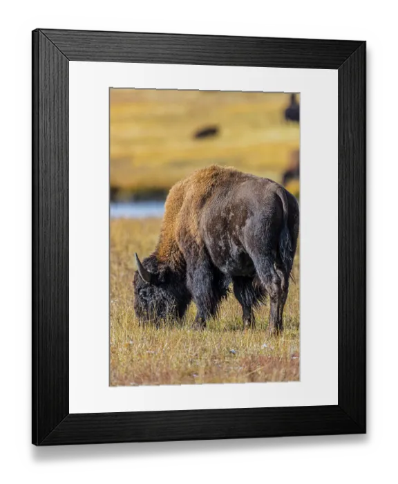 Framed Print : Bison along Fairy Creek in Yellowstone National Park Framed Print : Bison along Fairy Creek in Yellowstone National Park