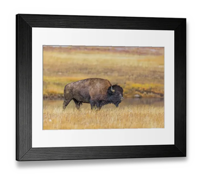 Framed Print : Bison along Fairy Creek in Yellowstone National Park Framed Print : Bison along Fairy Creek in Yellowstone National Park