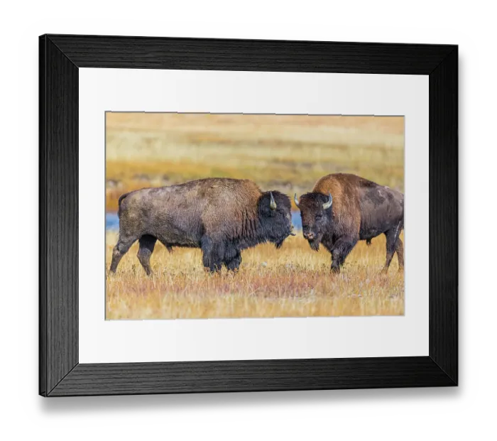 Framed Print : Bison exhibiting breeding behavior in Yellowstone National Park
