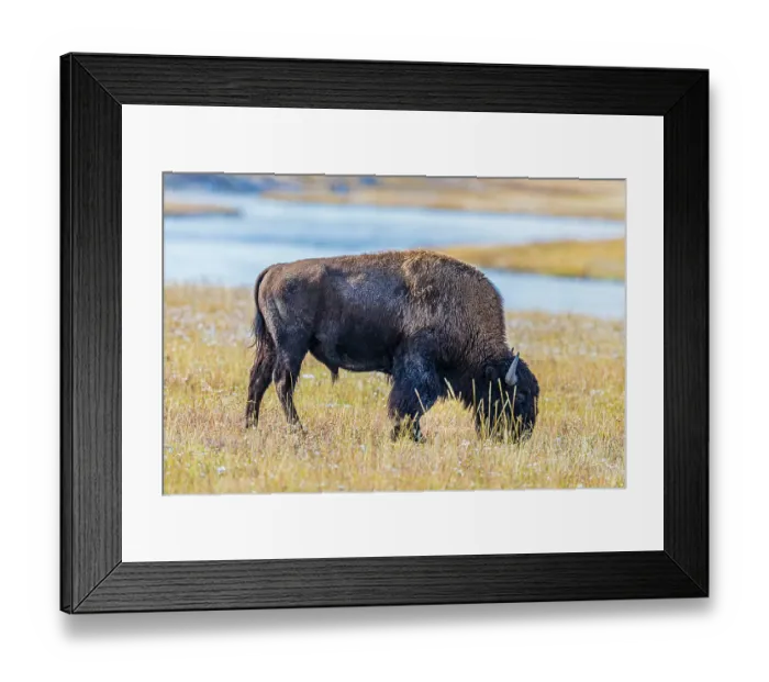 Framed Print : Bison along Fairy Creek in Yellowstone National Park Framed Print : Bison along Fairy Creek in Yellowstone National Park