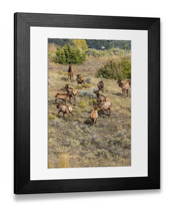 Framed Print : Bull elk monitors his harem of cows and young Framed Print : Bull elk monitors his harem of cows and young