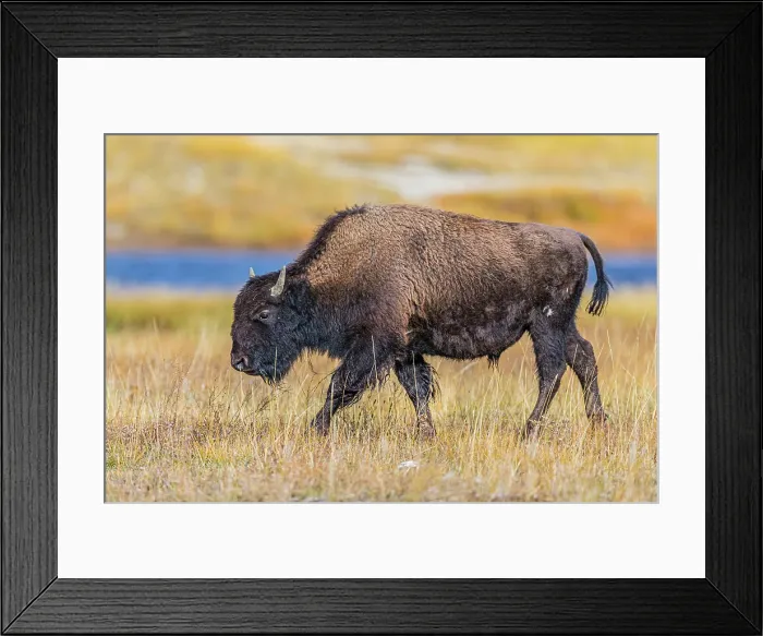 Framed Print : Bison along Fairy Creek in Yellowstone National Park