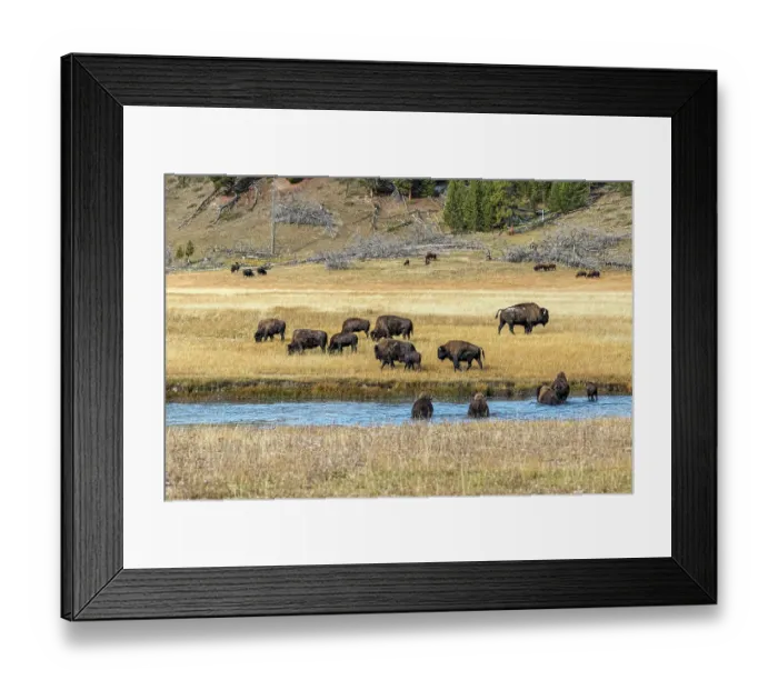 Framed Print : Bison make their way across Fairy Creek in Yellowstone National Park Framed Print : Bison make their way across Fairy Creek in Yellowstone National Park