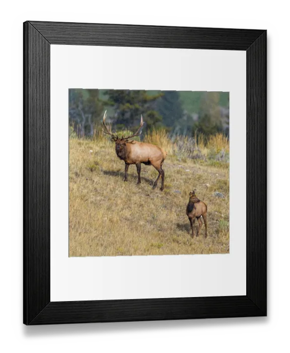 Framed Print : A bull elk maintains his majesty during the breeding season Framed Print : A bull elk maintains his majesty during the breeding season