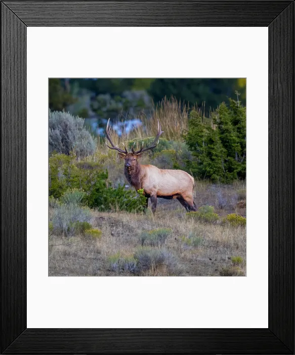Framed Print : A bull elk maintains his majesty during the breeding season