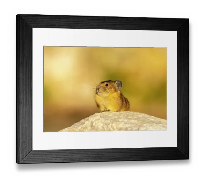 Framed Print : USA, Wyoming, Medicine Bow National Forest. Close-up of pika on rock. ©Cathy & Gordon Illg / Jaynes Gallery / DanitaDelimont.com Framed Print : USA, Wyoming, Medicine Bow National Forest. Close-up of pika on rock. ©Cathy & Gordon Illg / Jaynes Gallery / DanitaDelimont.com