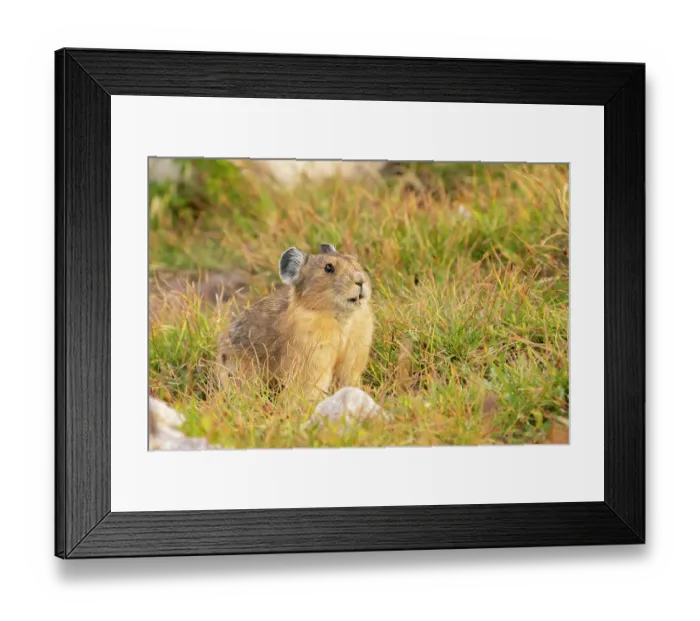 Framed Print : USA, Wyoming, Medicine Bow National Forest. Close-up of pika in grass. ©Cathy & Gordon Illg / Jaynes Gallery / DanitaDelimont.com Framed Print : USA, Wyoming, Medicine Bow National Forest. Close-up of pika in grass. ©Cathy & Gordon Illg / Jaynes Gallery / DanitaDelimont.com
